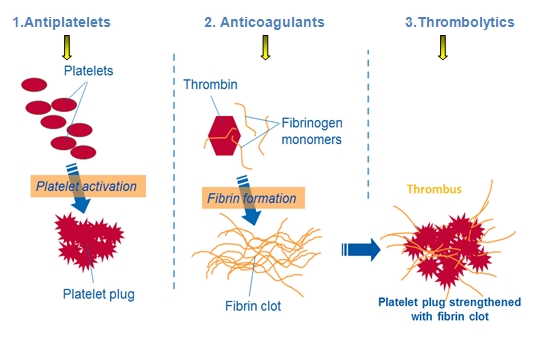 Site_of_action_of_antithrombotics