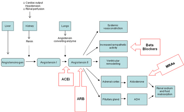 Components-and-effects-of-the-renin-angiotensin-aldosterone-system